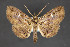  ( - CNCLEP 84293)  @12 [ ] CreativeCommons - Attribution Non-Commercial Share-Alike (2010) Canadian National Collection of Insects, Arachnids and Nematodes Canadian National Collection of Insects, Arachnids and Nematodes