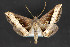  ( - CNCLEP 84310)  @13 [ ] CreativeCommons - Attribution Non-Commercial Share-Alike (2010) Canadian National Collection of Insects, Arachnids and Nematodes Canadian National Collection of Insects, Arachnids and Nematodes