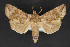  ( - CNCLEP 84313)  @11 [ ] CreativeCommons - Attribution Non-Commercial Share-Alike (2010) Canadian National Collection of Insects, Arachnids and Nematodes Canadian National Collection of Insects, Arachnids and Nematodes