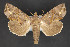  ( - CNCLEP 84314)  @12 [ ] CreativeCommons - Attribution Non-Commercial Share-Alike (2010) Canadian National Collection of Insects, Arachnids and Nematodes Canadian National Collection of Insects, Arachnids and Nematodes