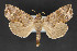  (Oraesia sp - CNCLEP 84315)  @14 [ ] CreativeCommons - Attribution Non-Commercial Share-Alike (2010) Canadian National Collection of Insects, Arachnids and Nematodes Canadian National Collection of Insects, Arachnids and Nematodes