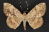  ( - CNCLEP 84340)  @14 [ ] CreativeCommons - Attribution Non-Commercial Share-Alike (2010) Canadian National Collection of Insects, Arachnids and Nematodes Canadian National Collection of Insects, Arachnids and Nematodes