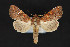  ( - CNCLEP 84341)  @12 [ ] CreativeCommons - Attribution Non-Commercial Share-Alike (2010) Canadian National Collection of Insects, Arachnids and Nematodes Canadian National Collection of Insects, Arachnids and Nematodes
