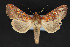  ( - CNCLEP 84342)  @12 [ ] CreativeCommons - Attribution Non-Commercial Share-Alike (2010) Canadian National Collection of Insects, Arachnids and Nematodes Canadian National Collection of Insects, Arachnids and Nematodes
