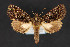  (Heterochroma nr. bellona - CNCLEP 84344)  @11 [ ] CreativeCommons - Attribution Non-Commercial Share-Alike (2010) Canadian National Collection of Insects, Arachnids and Nematodes Canadian National Collection of Insects, Arachnids and Nematodes