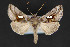  ( - CNCLEP 84350)  @15 [ ] CreativeCommons - Attribution Non-Commercial Share-Alike (2010) Canadian National Collection of Insects, Arachnids and Nematodes Canadian National Collection of Insects, Arachnids and Nematodes