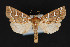  (Ophiderini - CNCLEP 84354)  @15 [ ] CreativeCommons - Attribution Non-Commercial Share-Alike (2010) Canadian National Collection of Insects, Arachnids and Nematodes Canadian National Collection of Insects, Arachnids and Nematodes