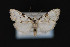  ( - CNCLEP 84356)  @12 [ ] CreativeCommons - Attribution Non-Commercial Share-Alike (2010) Canadian National Collection of Insects, Arachnids and Nematodes Canadian National Collection of Insects, Arachnids and Nematodes