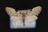  ( - CNCLEP 84357)  @12 [ ] CreativeCommons - Attribution Non-Commercial Share-Alike (2010) Canadian National Collection of Insects, Arachnids and Nematodes Canadian National Collection of Insects, Arachnids and Nematodes