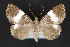  ( - CNCLEP 84368)  @12 [ ] CreativeCommons - Attribution Non-Commercial Share-Alike (2010) Canadian National Collection of Insects, Arachnids and Nematodes Canadian National Collection of Insects, Arachnids and Nematodes