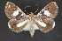  (Pseudogerespa sp - CNCLEP 84369)  @14 [ ] CreativeCommons - Attribution Non-Commercial Share-Alike (2010) Canadian National Collection of Insects, Arachnids and Nematodes Canadian National Collection of Insects, Arachnids and Nematodes
