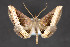  (Pterhemia schausialis - CNCLEP 84373)  @14 [ ] CreativeCommons - Attribution Non-Commercial Share-Alike (2010) Canadian National Collection of Insects, Arachnids and Nematodes Canadian National Collection of Insects, Arachnids and Nematodes