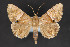  ( - CNCLEP 84375)  @15 [ ] CreativeCommons - Attribution Non-Commercial Share-Alike (2010) Canadian National Collection of Insects, Arachnids and Nematodes Canadian National Collection of Insects, Arachnids and Nematodes