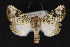  ( - CNCLEP 84400)  @13 [ ] CreativeCommons - Attribution Non-Commercial Share-Alike (2011) Canadian National Collection of Insects, Arachnids and Nematodes Canadian National Collection of Insects, Arachnids and Nematodes