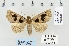 ( - Athyrma_adjuntrax_CNCLEP_92211)  @14 [ ] CreativeCommons - Attribution (2013) CBG Photography Group Centre for Biodiversity Genomics