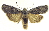  ( - 13-NCCC-005)  @14 [ ] CreativeCommons - Attribution (2013) CNC/CBG Photography Group Centre for Biodiversity Genomics