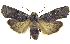  (Lithophane antennata - 13-NCCC-007)  @14 [ ] CreativeCommons - Attribution (2013) CNC/CBG Photography Group Centre for Biodiversity Genomics