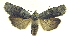  (Lithophane viridipallens - 13-NCCC-010)  @14 [ ] CreativeCommons - Attribution (2013) CNC/CBG Photography Group Centre for Biodiversity Genomics