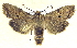  ( - 13-NCCC-018)  @13 [ ] CreativeCommons - Attribution (2013) CNC/CBG Photography Group Centre for Biodiversity Genomics