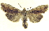  ( - 13-NCCC-019)  @13 [ ] CreativeCommons - Attribution (2013) CNC/CBG Photography Group Centre for Biodiversity Genomics