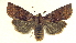  ( - 13-NCCC-029)  @15 [ ] CreativeCommons - Attribution (2013) CNC/CBG Photography Group Centre for Biodiversity Genomics