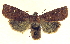  ( - 13-NCCC-030)  @14 [ ] CreativeCommons - Attribution (2013) CNC/CBG Photography Group Centre for Biodiversity Genomics