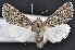  ( - CNCLEP 83660)  @14 [ ] CreativeCommons - Attribution (2013) CNC/CBG Photography Group Centre for Biodiversity Genomics