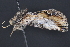  ( - CNCLEP 83665)  @14 [ ] CreativeCommons - Attribution (2013) CNC/CBG Photography Group Centre for Biodiversity Genomics
