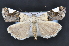  ( - CNCLEP 83666)  @14 [ ] CreativeCommons - Attribution (2013) CNC/CBG Photography Group Centre for Biodiversity Genomics