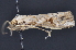  ( - CNCLEP 83673)  @12 [ ] CreativeCommons - Attribution (2013) CNC/CBG Photography Group Centre for Biodiversity Genomics