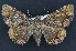 (Metria sinaloa - CNCLEP 83675)  @11 [ ] CreativeCommons - Attribution (2013) CNC/CBG Photography Group Centre for Biodiversity Genomics