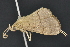  ( - CNCLEP 83685)  @13 [ ] CreativeCommons - Attribution (2013) CNC/CBG Photography Group Centre for Biodiversity Genomics