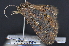  ( - CNCLEP 83686)  @13 [ ] CreativeCommons - Attribution (2013) CNC/CBG Photography Group Centre for Biodiversity Genomics