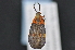  (Correbidia terminalis - CNCLEP 83691)  @12 [ ] CreativeCommons - Attribution (2013) CNC/CBG Photography Group Centre for Biodiversity Genomics