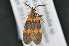  ( - CNCLEP 83692)  @12 [ ] CreativeCommons - Attribution (2013) CNC/CBG Photography Group Centre for Biodiversity Genomics