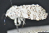  ( - CNCLEP 83695)  @12 [ ] CreativeCommons - Attribution (2013) CNC/CBG Photography Group Centre for Biodiversity Genomics