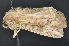  ( - CNCLEP 83701)  @12 [ ] CreativeCommons - Attribution (2013) CNC/CBG Photography Group Centre for Biodiversity Genomics