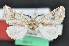  (Litodonta nr. hydromeli - CNCLEP 92207)  @13 [ ] CreativeCommons - Attribution (2013) CBG Photography Group Centre for Biodiversity Genomics