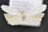  ( - CNCLEP 92239)  @12 [ ] CreativeCommons - Attribution (2013) CBG Photography Group Centre for Biodiversity Genomics
