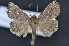  ( - CNCLEP 92260)  @13 [ ] CreativeCommons - Attribution (2013) CNC/CBG Photography Group Centre for Biodiversity Genomics