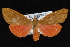  (Virbia fergusoni - CNCLEP 92273)  @14 [ ] CreativeCommons - Attribution (2013) CNC/CBG Photography Group Centre for Biodiversity Genomics