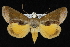  ( - CNCLEP 92281)  @13 [ ] CreativeCommons - Attribution (2013) CNC/CBG Photography Group Centre for Biodiversity Genomics