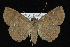  ( - CNCLEP 92282)  @13 [ ] CreativeCommons - Attribution (2013) CNC/CBG Photography Group Centre for Biodiversity Genomics