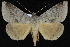  ( - CNCLEP 92293)  @14 [ ] CreativeCommons - Attribution (2013) CNC/CBG Photography Group Centre for Biodiversity Genomics