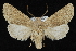  (Orthosia annulimacula - CNCLEP 92302)  @15 [ ] CreativeCommons - Attribution (2013) CNC/CBG Photography Group Centre for Biodiversity Genomics