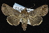  ( - CNCLEP 92307)  @14 [ ] CreativeCommons - Attribution (2013) CNC/CBG Photography Group Centre for Biodiversity Genomics