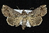  ( - CNCLEP 92310)  @13 [ ] CreativeCommons - Attribution (2013) CNC/CBG Photography Group Centre for Biodiversity Genomics