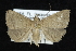  ( - CNCLEP 92311)  @13 [ ] CreativeCommons - Attribution (2013) CNC/CBG Photography Group Centre for Biodiversity Genomics