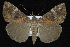  ( - CNCLEP 92313)  @13 [ ] CreativeCommons - Attribution (2013) CNC/CBG Photography Group Centre for Biodiversity Genomics