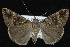  ( - CNCLEP 92314)  @13 [ ] CreativeCommons - Attribution (2013) CNC/CBG Photography Group Centre for Biodiversity Genomics